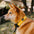Collier pour chien réglable en nylon durable FUNNYFUZZY - Flexi Walker