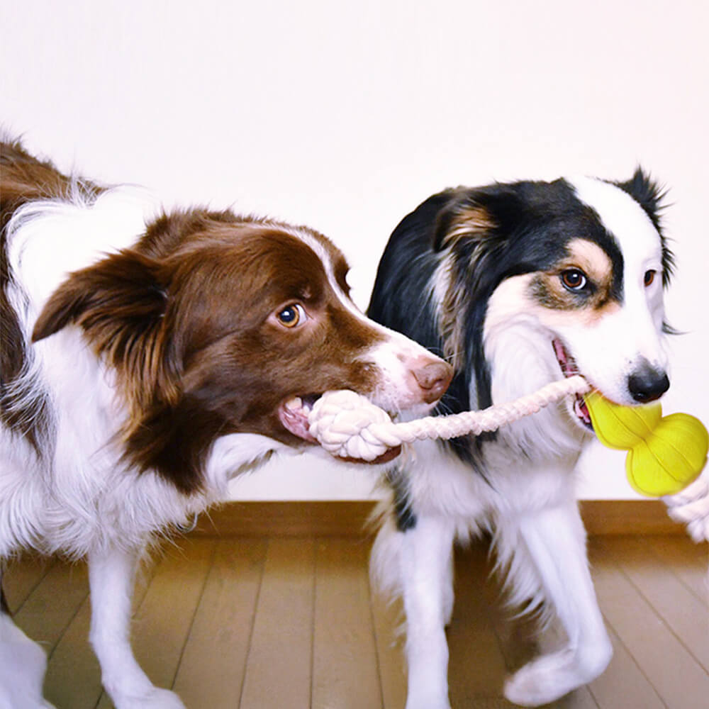 Jouet interactif pour chien en corde de coton durable