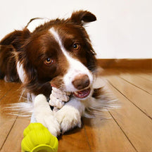 Jouet interactif pour chien en corde de coton durable