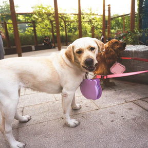 Bol à eau pour chien portable pliable en silicone non toxique