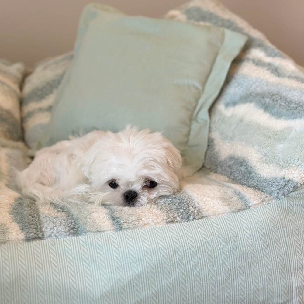 Canapé-lit pour chien en polaire à blocs de couleurs tendance