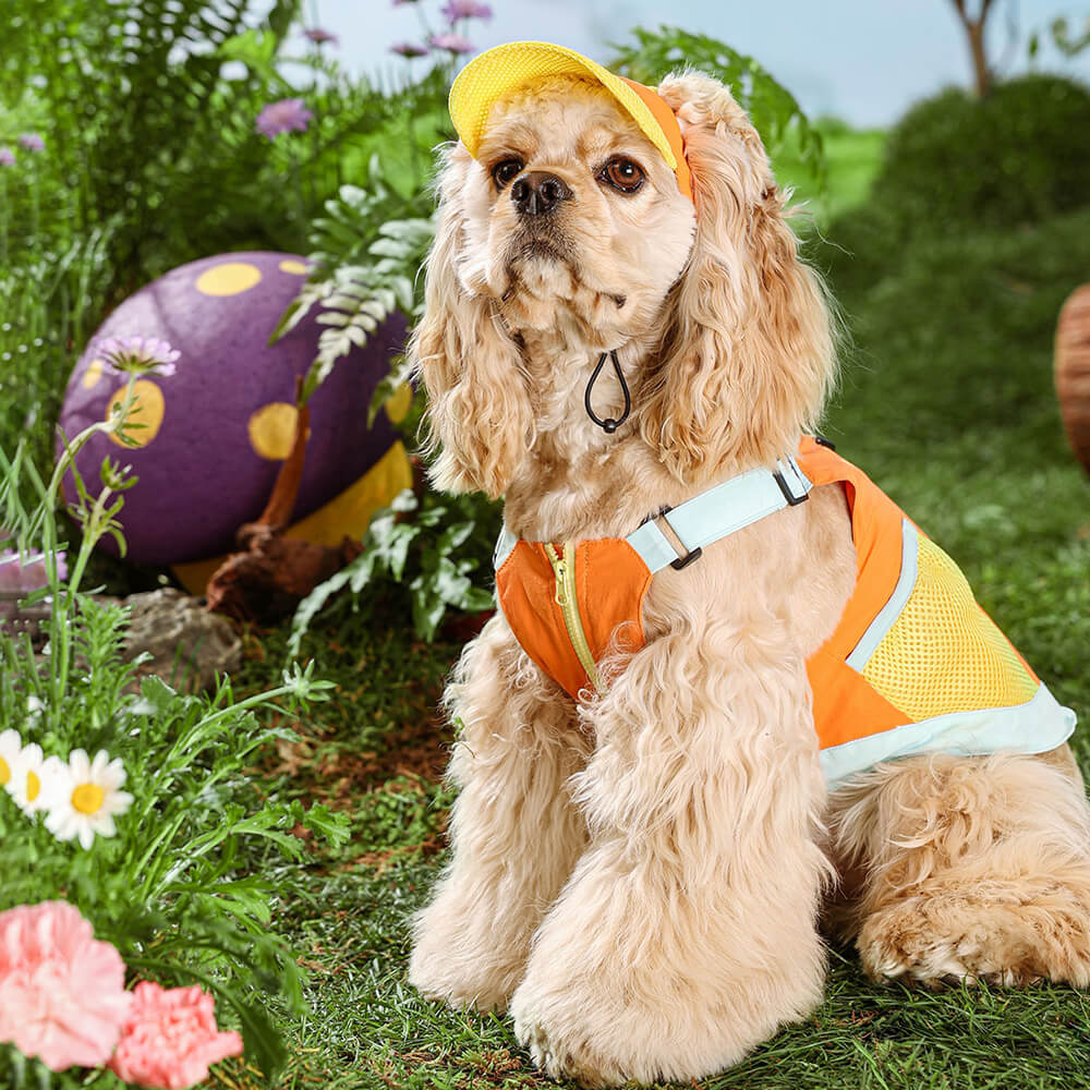 Veste Colorée à la Mode avec Chapeau de Soleil pour Petits Chiens