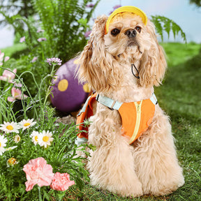 Veste Colorée à la Mode avec Chapeau de Soleil pour Petits Chiens