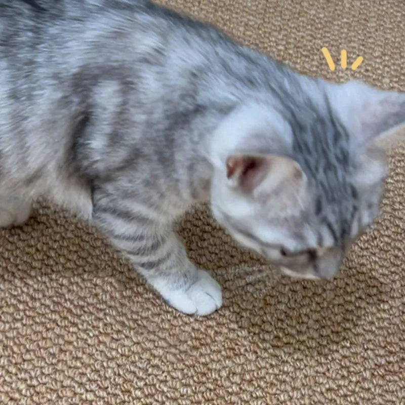 Tapis pour animaux en faux sisal résistante aux griffures