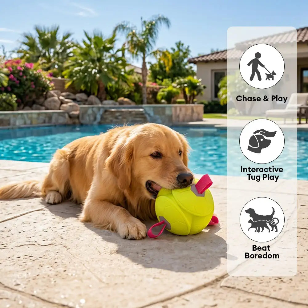 Jouet de chien flottant en forme de football avec des sangles