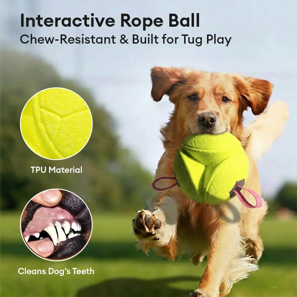 Jouet de chien flottant en forme de football avec des sangles