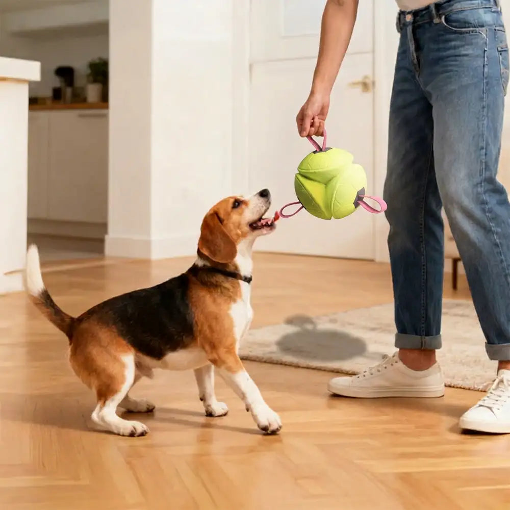 Jouet de chien flottant en forme de football avec des sangles