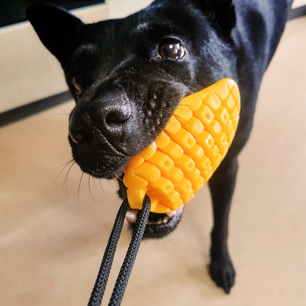 Jouet pour Chien à Ventouse - Mangue