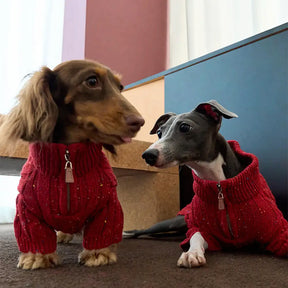 Pull pour chien teckel en tricot torsadé avec col zippé