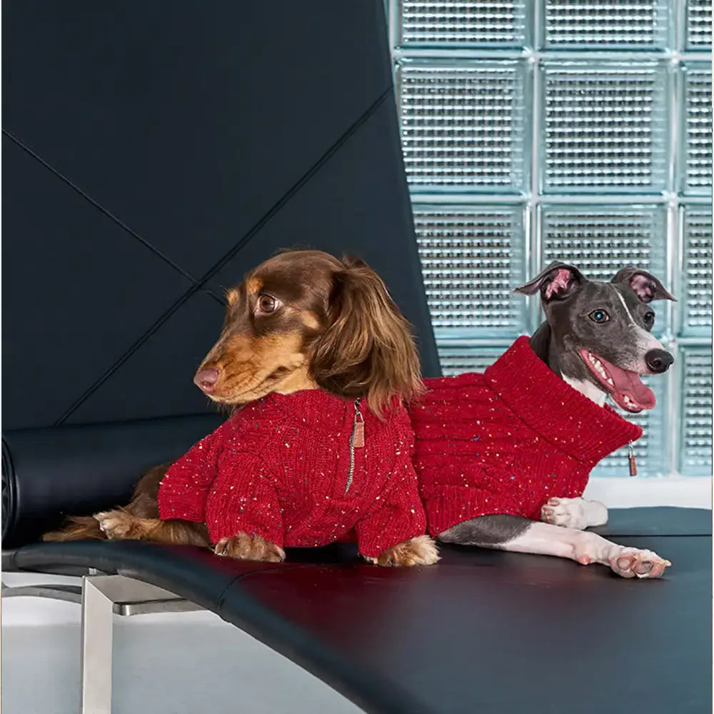 Pull pour chien teckel en tricot torsadé avec col zippé