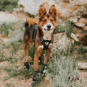 Chic Bottes de chien en caoutchouc imperméables antidérapantes réfléchissantes