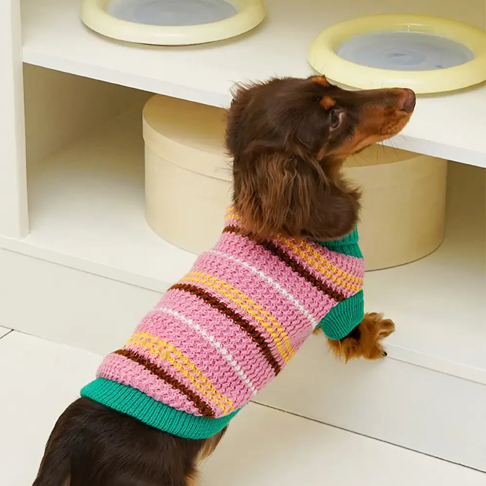 Pull pour chien teckel à rayures en blocs de couleurs