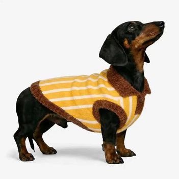 Pull pour chien en polyester à col polo rayé avec blocs de couleur de teckel.