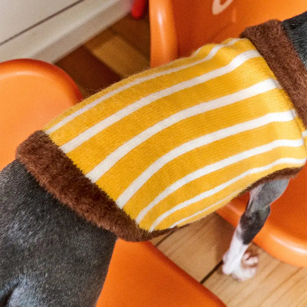 Pull pour chien en polyester à col polo rayé avec blocs de couleur de teckel.