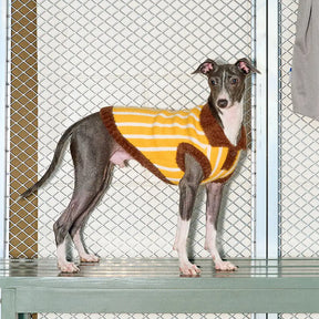 Pull pour chien en polyester à col polo rayé avec blocs de couleur de teckel.