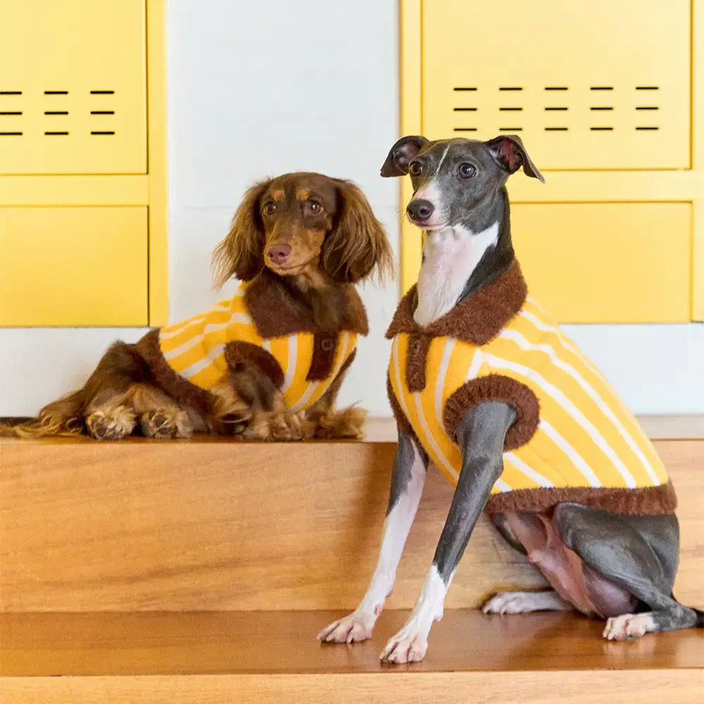 Pull pour chien en polyester à col polo rayé avec blocs de couleur de teckel.