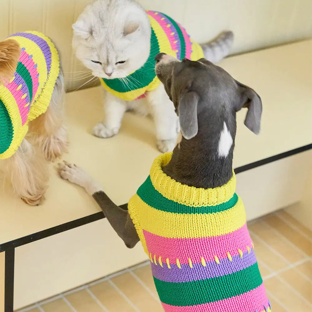 Pull sans manches pour chien en dachshund à rayures avec blocs de couleur