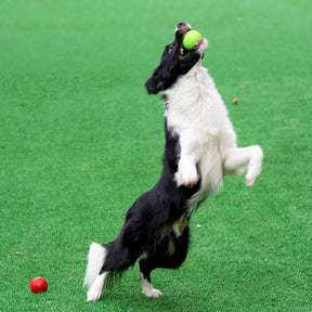 Jouet pour chien balle élastique flottante avec son couineur