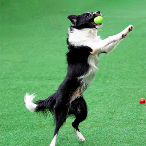 Jouet pour chien balle élastique flottante avec son couineur