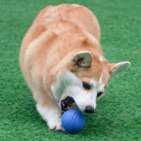 Jouet pour chien balle élastique flottante avec son couineur