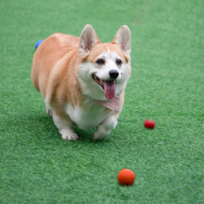 Jouet pour chien balle élastique flottante avec son couineur