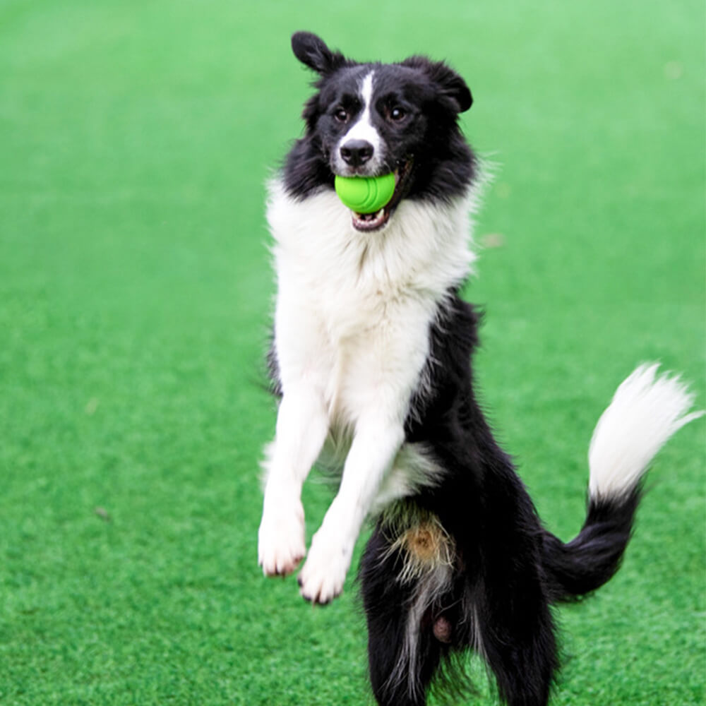 Jouet pour chien balle élastique flottante avec son couineur