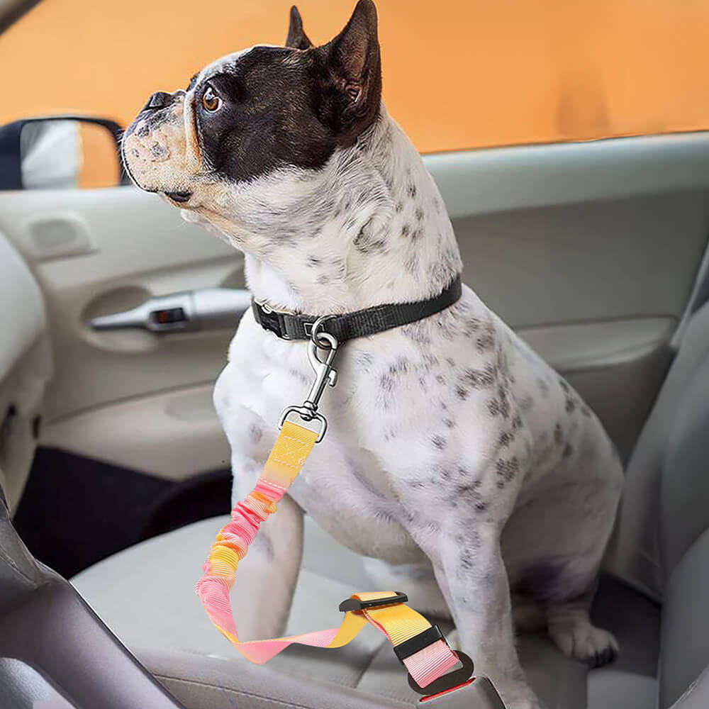 Ceinture de sécurité pour animaux avec amorti élastique dégradé