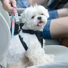 Ceinture de sécurité pour animaux avec amorti élastique dégradé