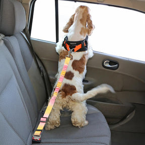 Ceinture de sécurité pour animaux avec amorti élastique dégradé
