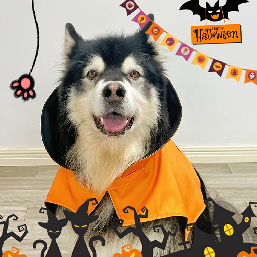 Costume de chauve-souris pour chien Halloween