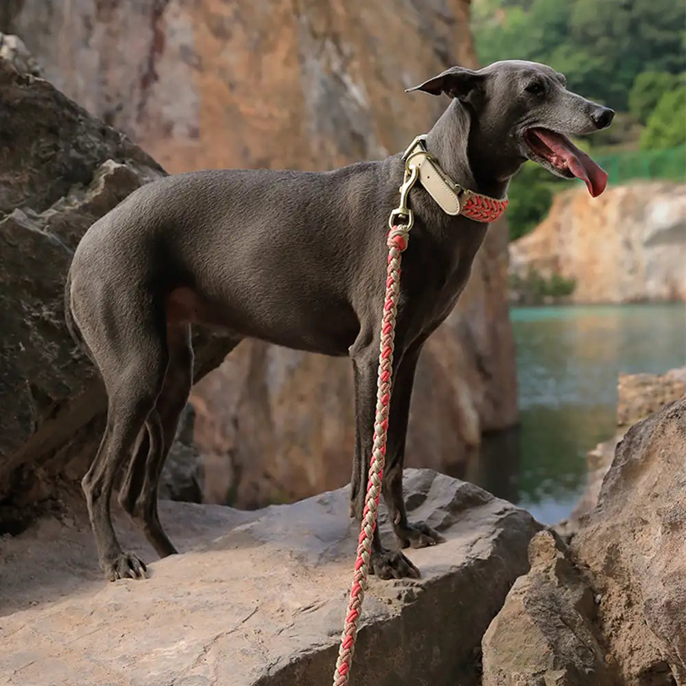 La laisse pour chien en nylon tissée à la main et de qualité supérieure pour chiens de taille moyenne et grande.