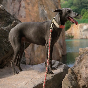 La laisse pour chien en nylon tissée à la main et de qualité supérieure pour chiens de taille moyenne et grande.