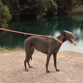 La laisse pour chien en nylon tissée à la main et de qualité supérieure pour chiens de taille moyenne et grande.