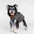 Gilet pour chien matelassé à col montant - Manteau d'hiver chaud et tendance