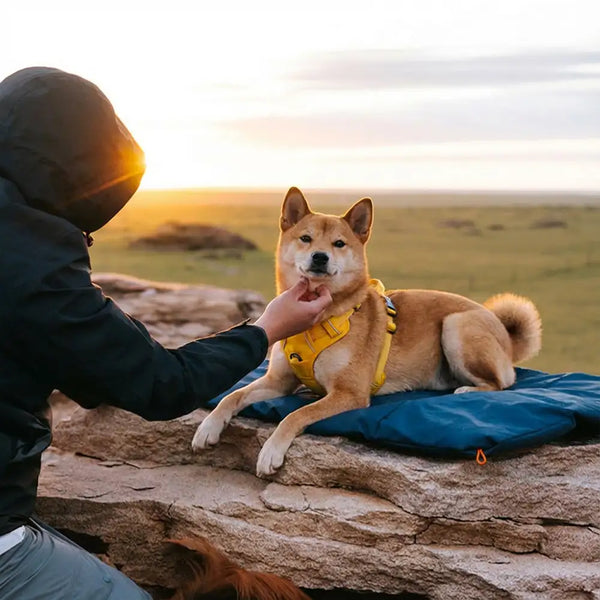 Litière portable pour chien imperméable et résistante à l'humidité pour camping en plein air.