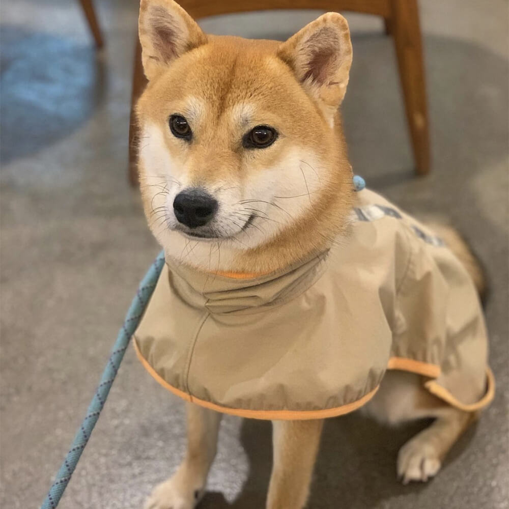 Manteau de pluie léger imperméable pour chien avec capuche et bande réfléchissante