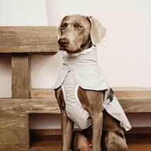 Veste de pluie pour chien légère imperméable col roulé élégante pour l'extérieur