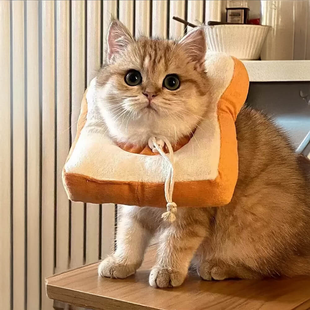 Collier de récupération pour chat en forme de toast doux et ajustable