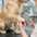 Planche à griffer pour chiens portable