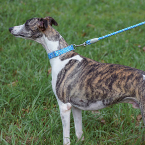 Collier et laisse pour chien anti-traction réglables à tissage réfléchissant