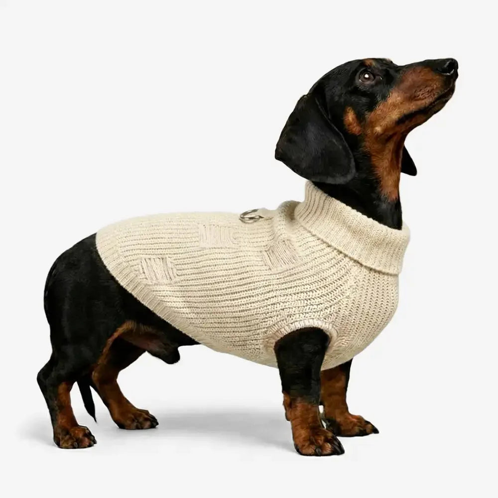 Pull pour dachshund et petits à moyens chiens en tricot rétro.