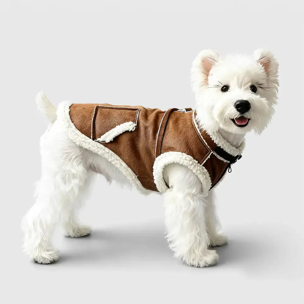 Gilet pour chien teckel en velours rétro