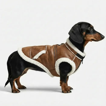 Gilet pour chien teckel en velours rétro