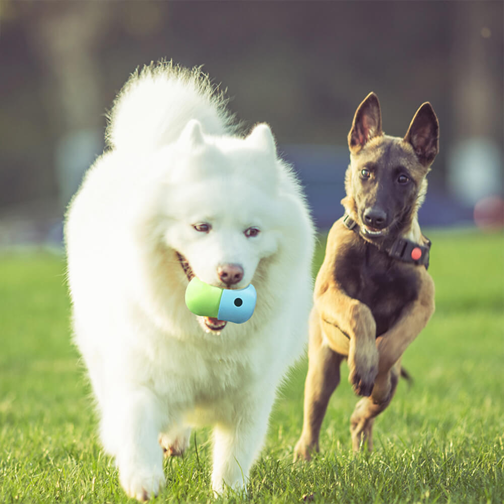 Jouet interactif en silicone pour chien avec balle friandise roulante