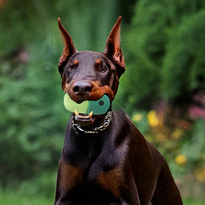 Jouet interactif en silicone pour chien avec balle friandise roulante