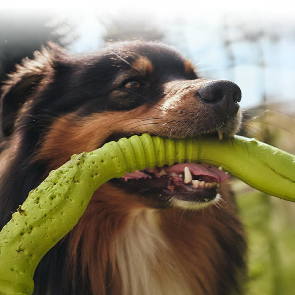 Anneau de guerre pour chien jouet interactif durable imperméable léger flexible