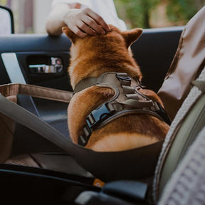 Tapis de voyage pour chien imperméable résistant aux rayures et pliable