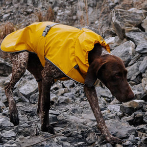 Veste imperméable à col roulé réfléchissante réglable pour chien et propriétaire