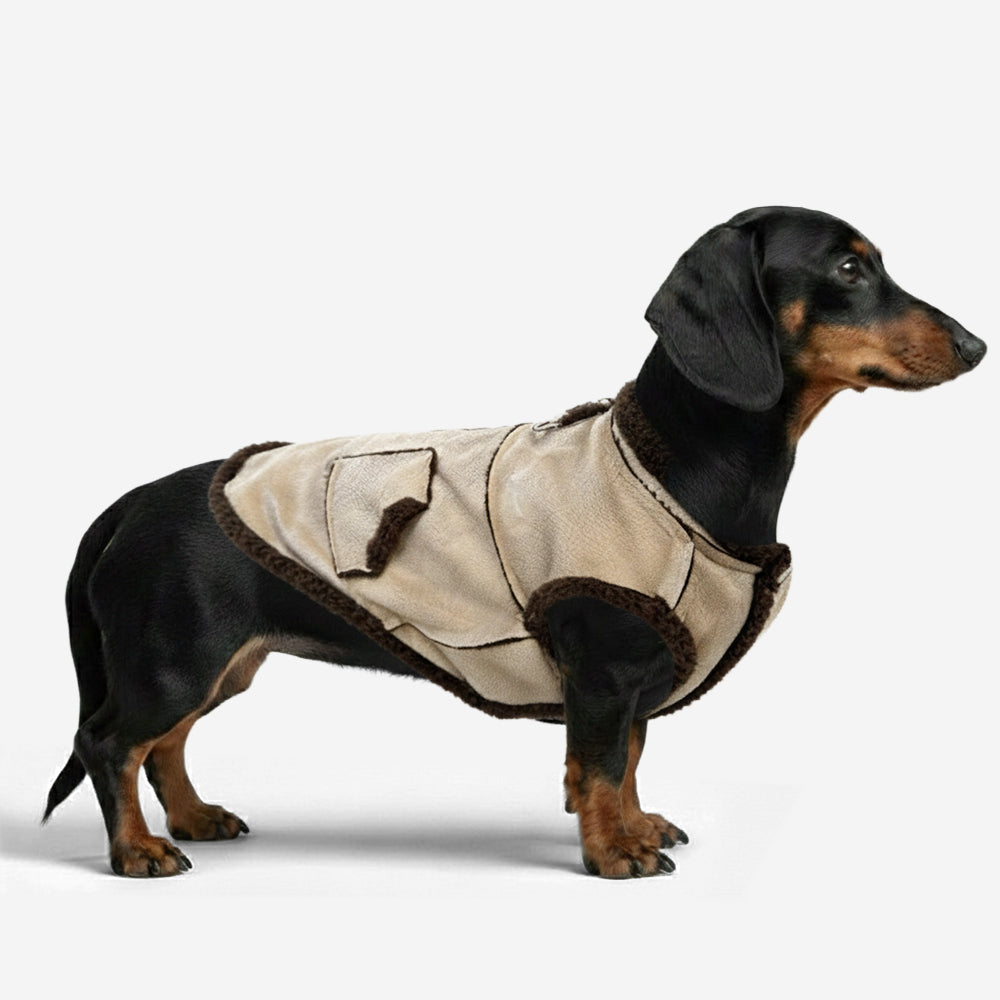 Gilet pour chien teckel en velours rétro