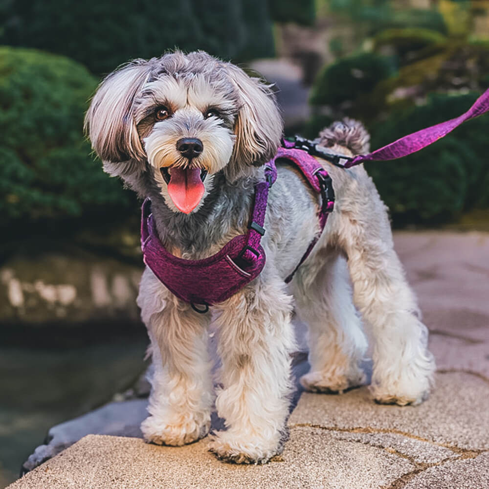 Harnais pour chien anti-traction en tissu recyclé éco-responsable et laisse